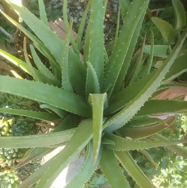 An aloe vera plant seen from above, its long serrated leaves spreading from the centre