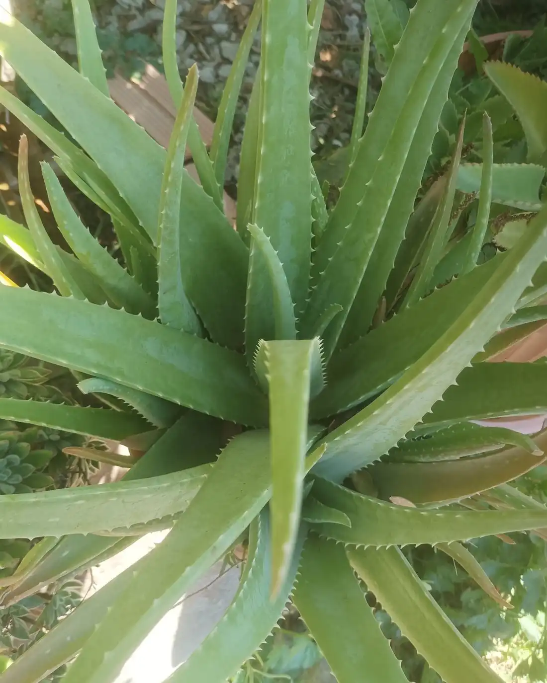 An aloe vera plant seen from above, its long serrated leaves spreading from the centre