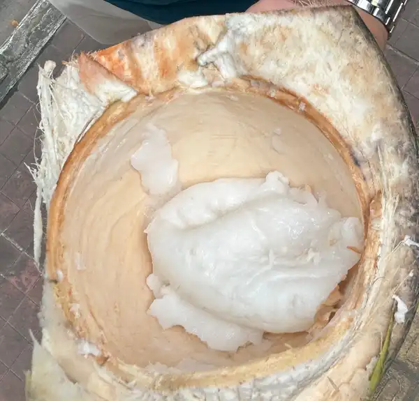 A split coconut showing thick white flesh inside the husk