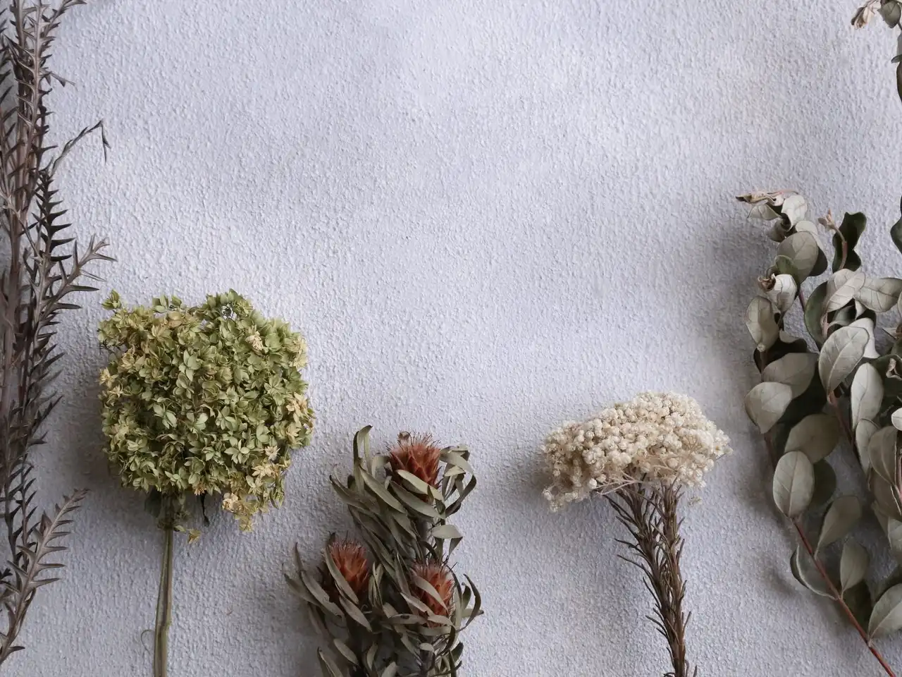 Dried stems, seed heads and eucalyptus sprigs laid out in a row on a white surface