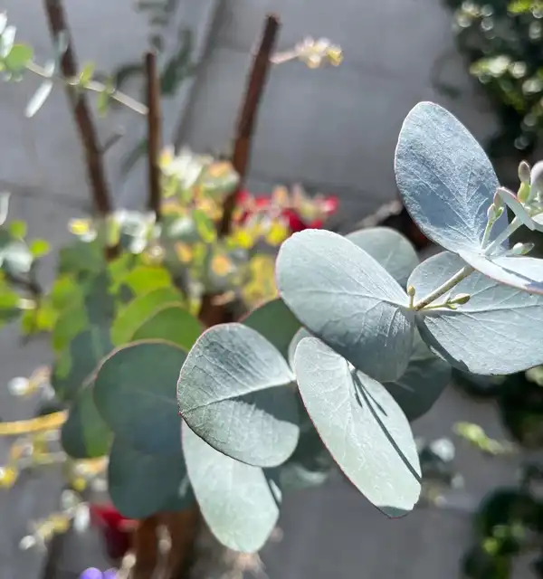 Round blue-green eucalyptus leaves on a thin branch