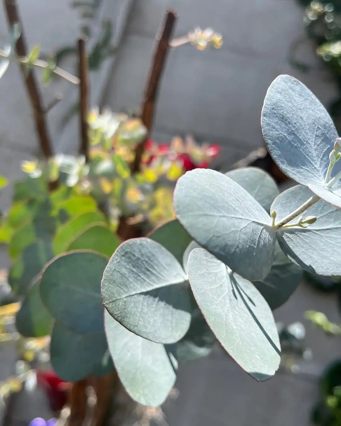 Round blue-green eucalyptus leaves on a thin branch