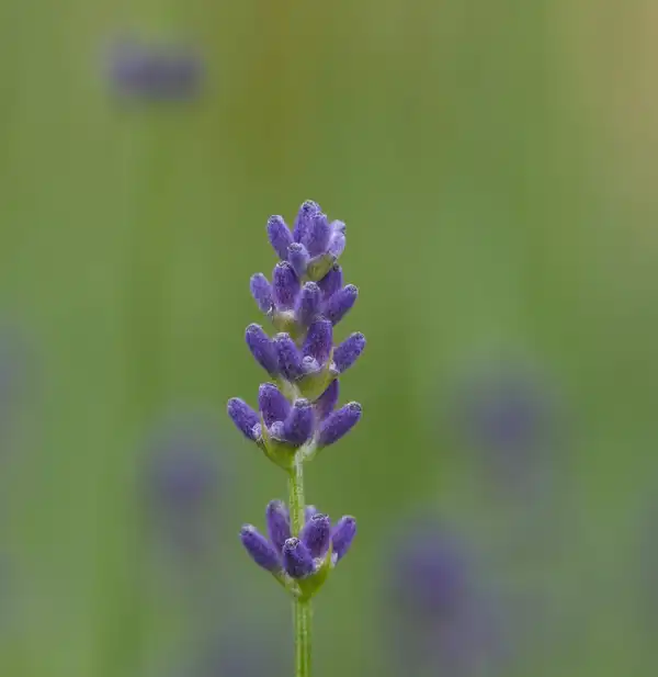 A single lavender stem in flower against a soft green background