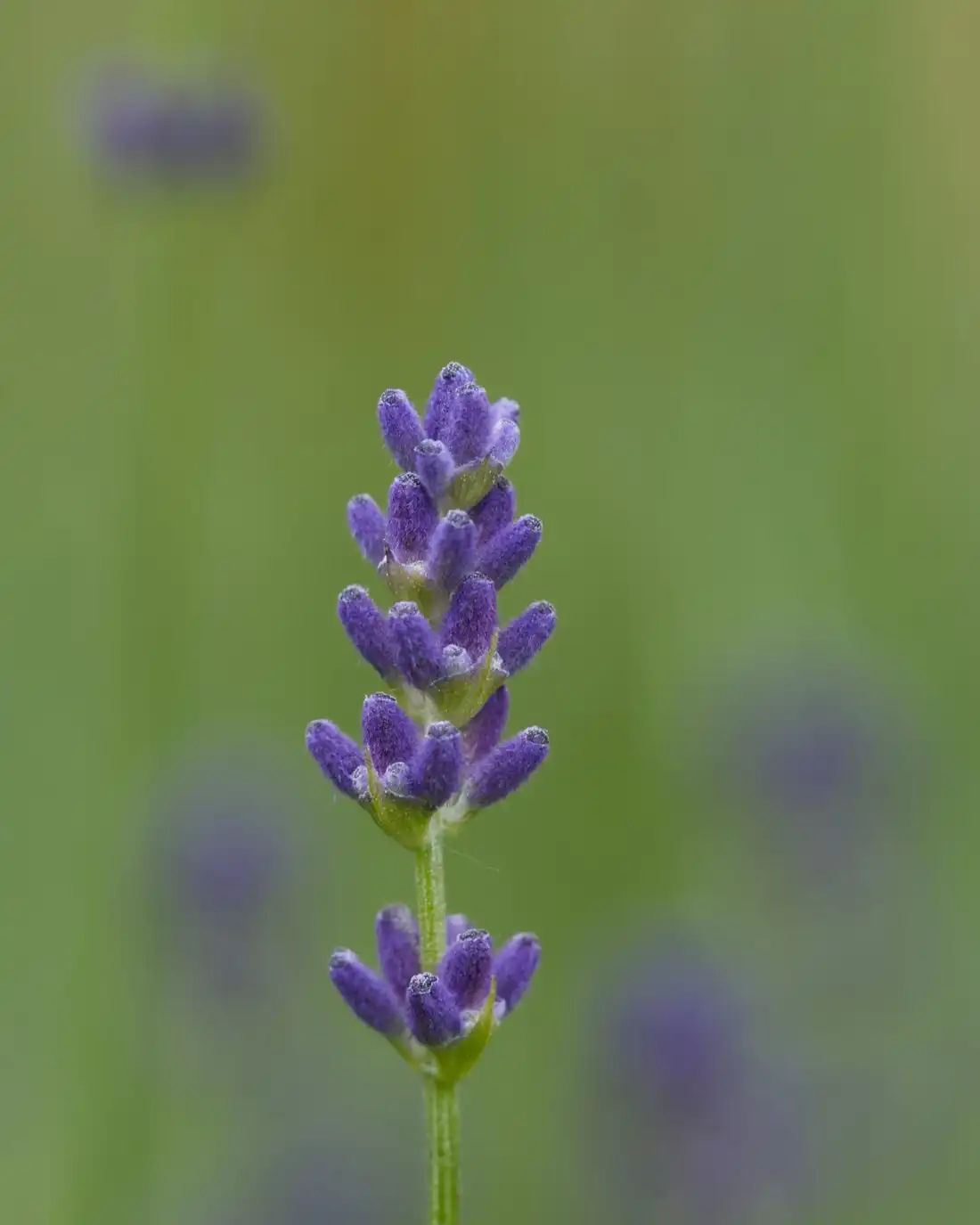 A single lavender stem in flower against a soft green background