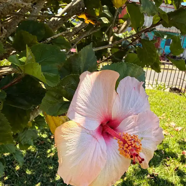 A pale pink hibiscus flower with a magenta centre in afternoon sun