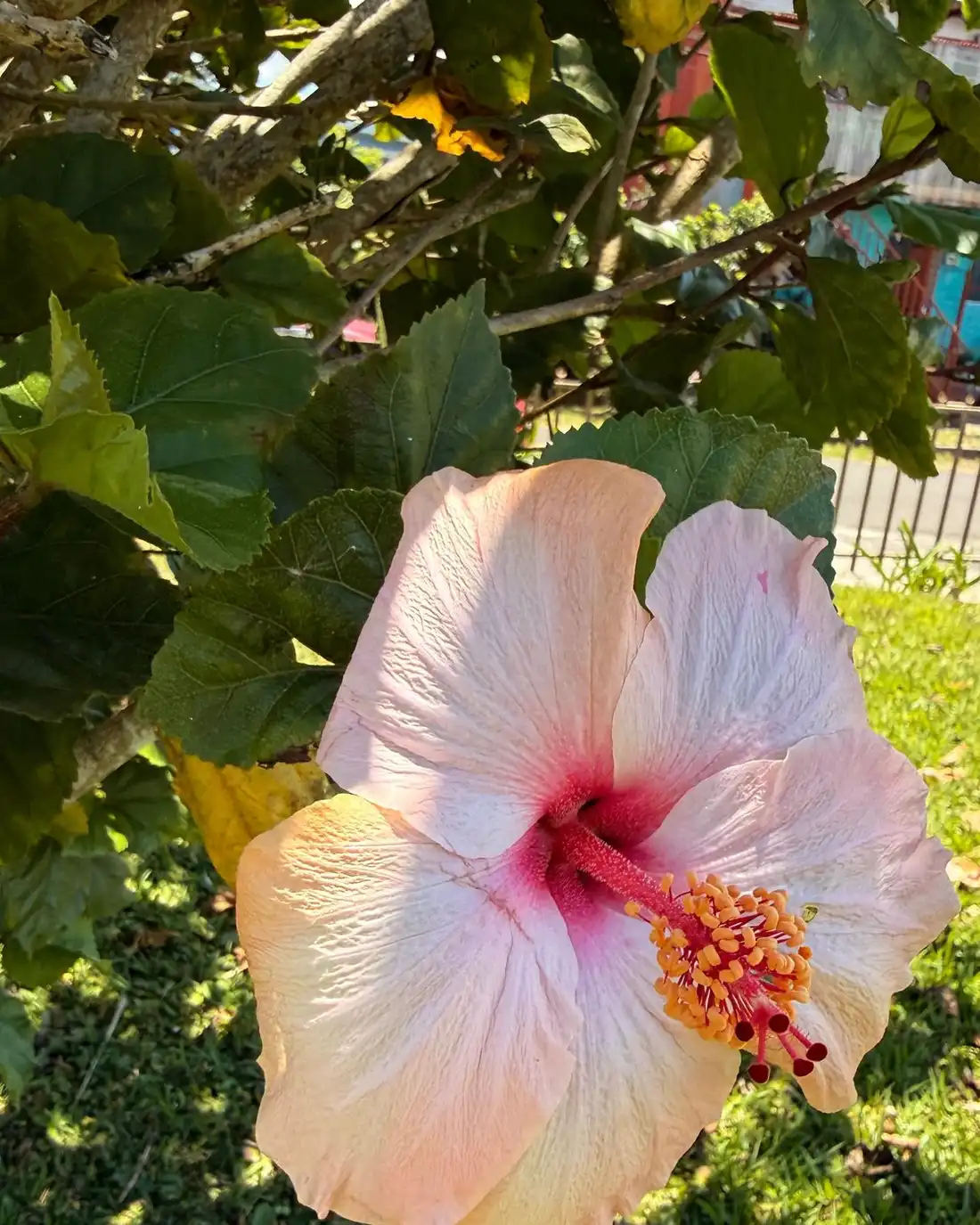 A pale pink hibiscus flower with a magenta centre in afternoon sun