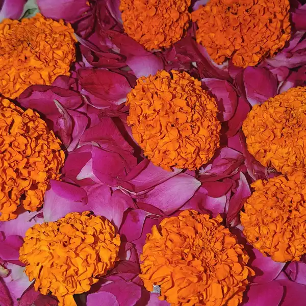 Orange marigold heads scattered over a bed of deep pink rose petals