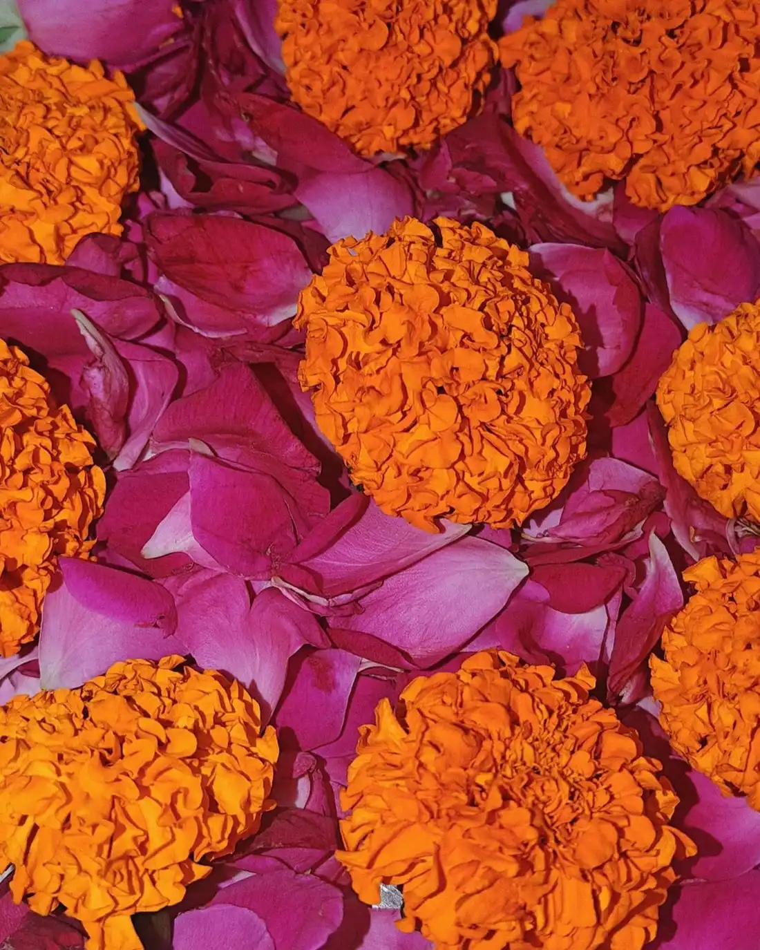 Orange marigold heads scattered over a bed of deep pink rose petals