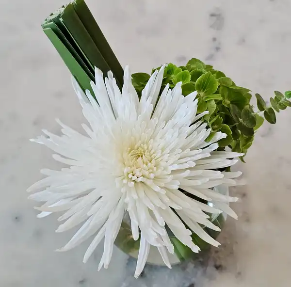 A white spider chrysanthemum with green sprigs on a marble table