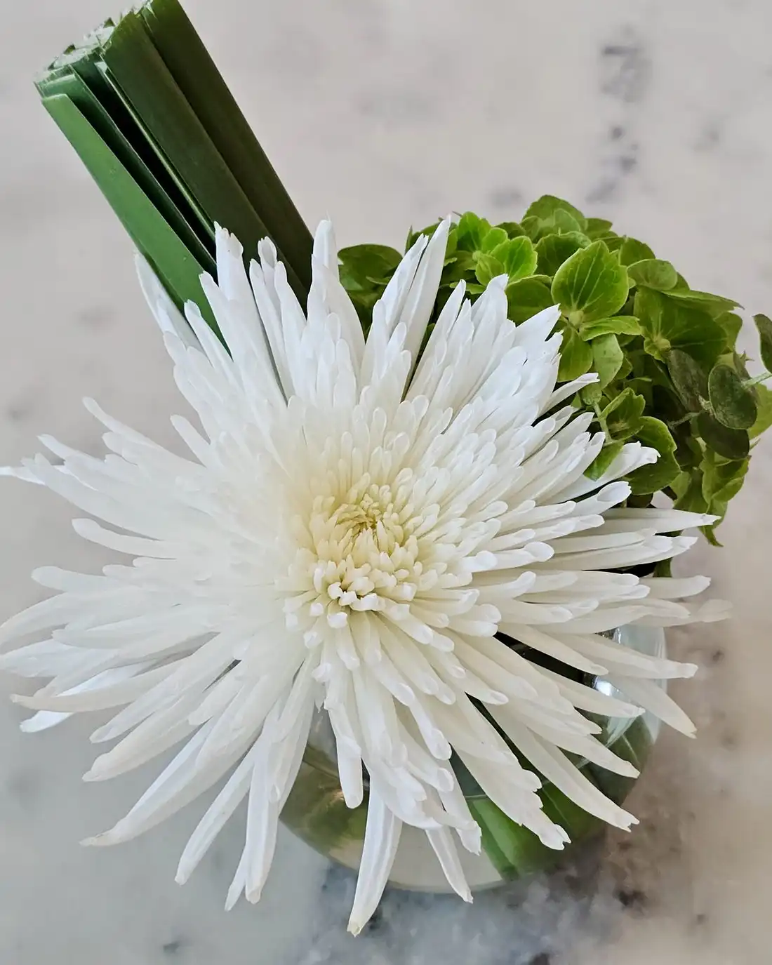 A white spider chrysanthemum with green sprigs on a marble table