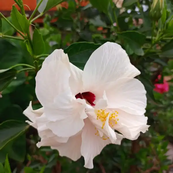 A white hibiscus flower with a dark red centre among green leaves