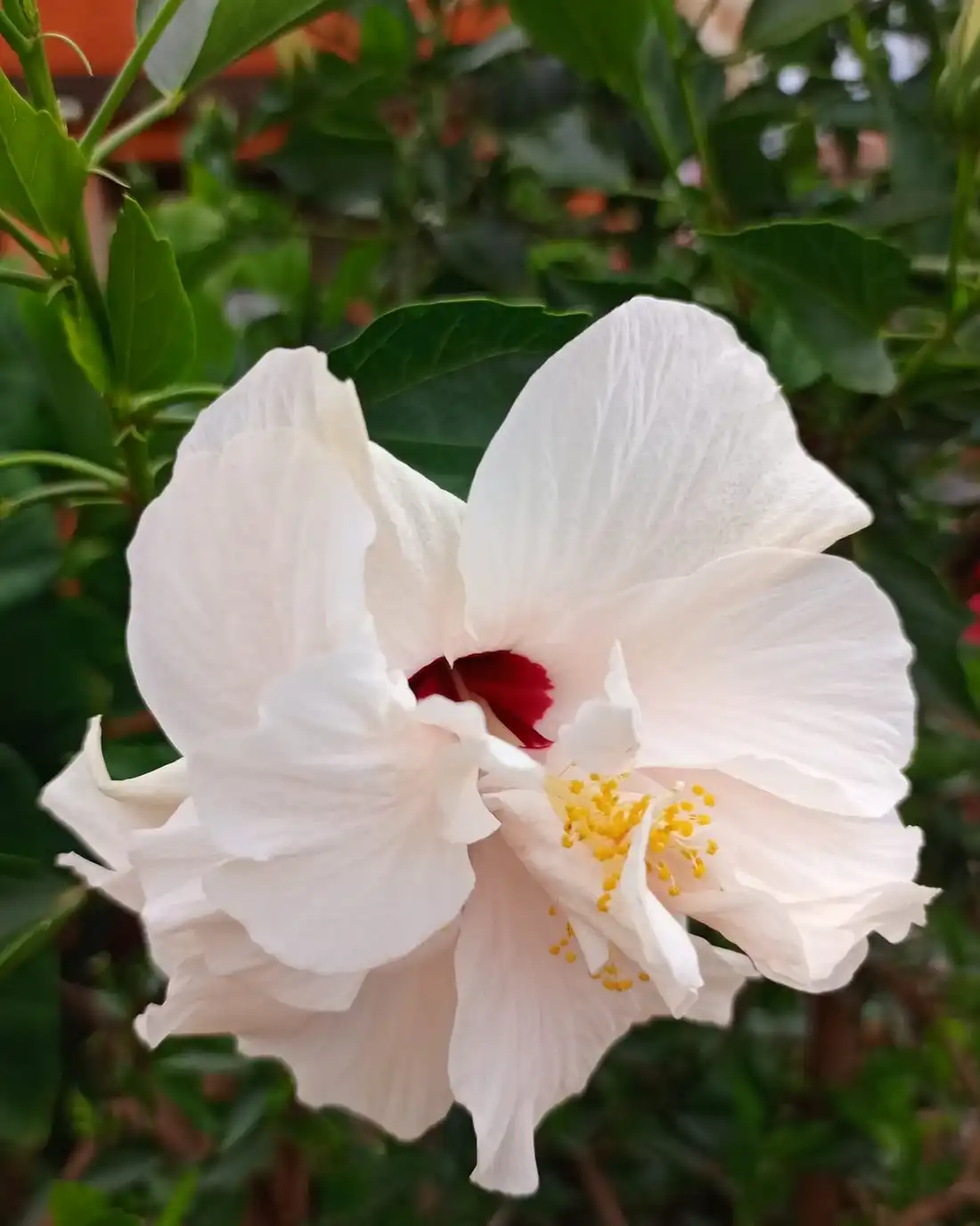 A white hibiscus flower with a dark red centre among green leaves
